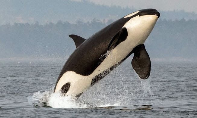 CDFW Seeks Information Related to Southern Resident Killer Whale