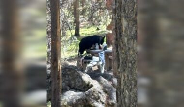 How a messy campsite ended a black bear's life near Red Lodge