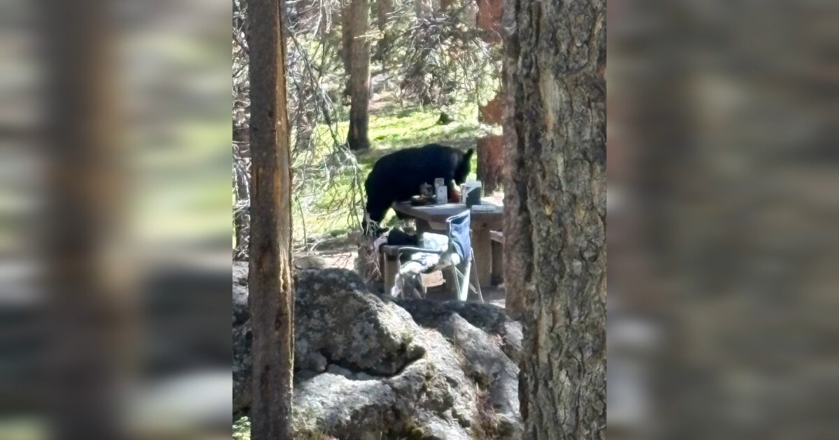 How a messy campsite ended a black bear's life near Red Lodge