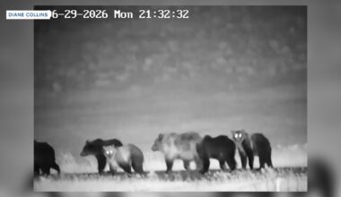 Seven bears caught on camera in Montana, 10 found the next morning