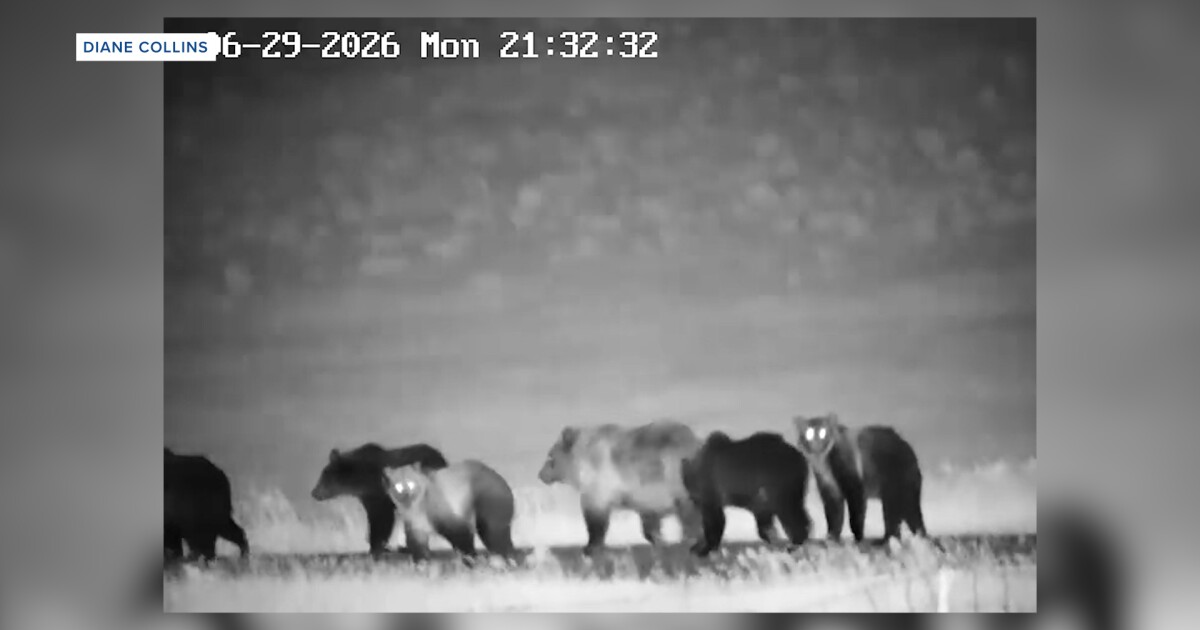 Seven bears caught on camera in Montana, 10 found the next morning
