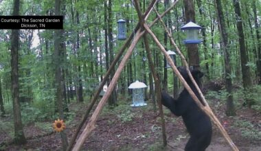 Black bears spotted in several Middle Tennessee counties