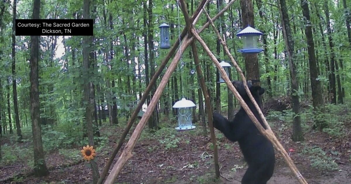 Black bears spotted in several Middle Tennessee counties