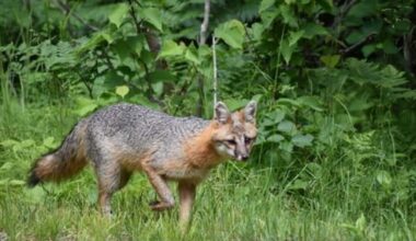 Michigan DNR asking public to report sightings of gray foxes in the state