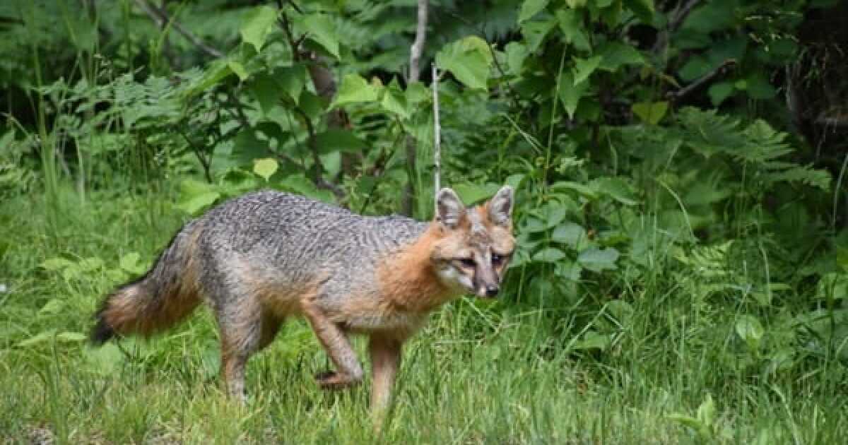 Michigan DNR asking public to report sightings of gray foxes in the state