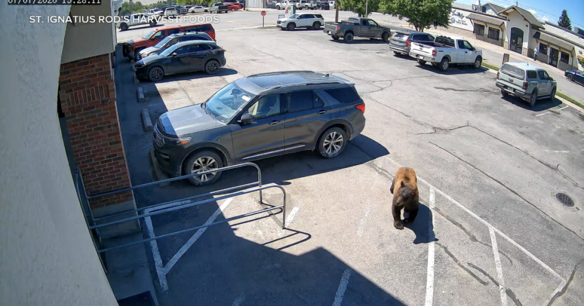 A St. Ignatius man encountered a black bear near Rod's Harvest Foods.