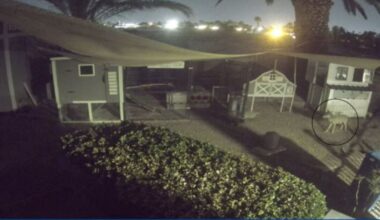 Coyotes kill most of southwest Las Vegas woman's flock of 25 chickens
