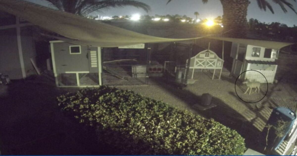 Coyotes kill most of southwest Las Vegas woman's flock of 25 chickens