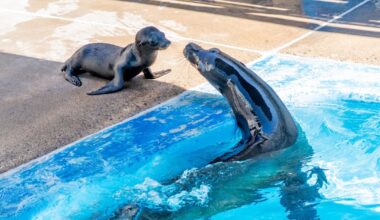 SeaWorld San Diego welcomes baby bottlenose dolphin, California sea lion