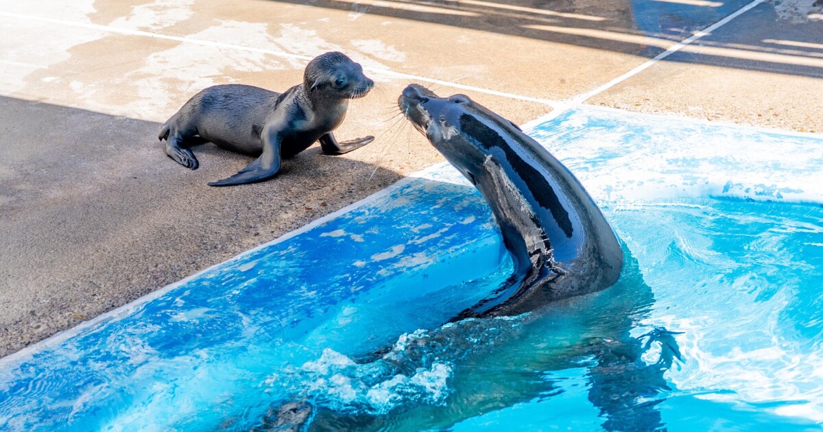 SeaWorld San Diego welcomes baby bottlenose dolphin, California sea lion