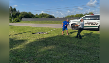 7-foot alligator struck by car removed from Hillsborough County roadway median