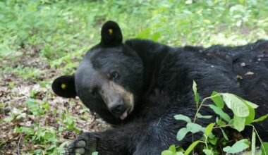 Black bear sightings have increased in Northeast Ohio. Here’s why.