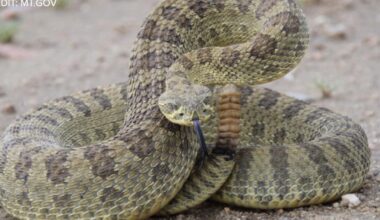 Officials urge caution after reported rattlesnake bite on Madison River