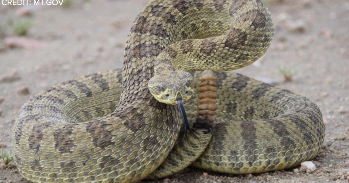 Officials urge caution after reported rattlesnake bite on Madison River