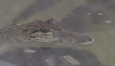 Belle Isle's famous alligator Fafnir is thriving a year later
