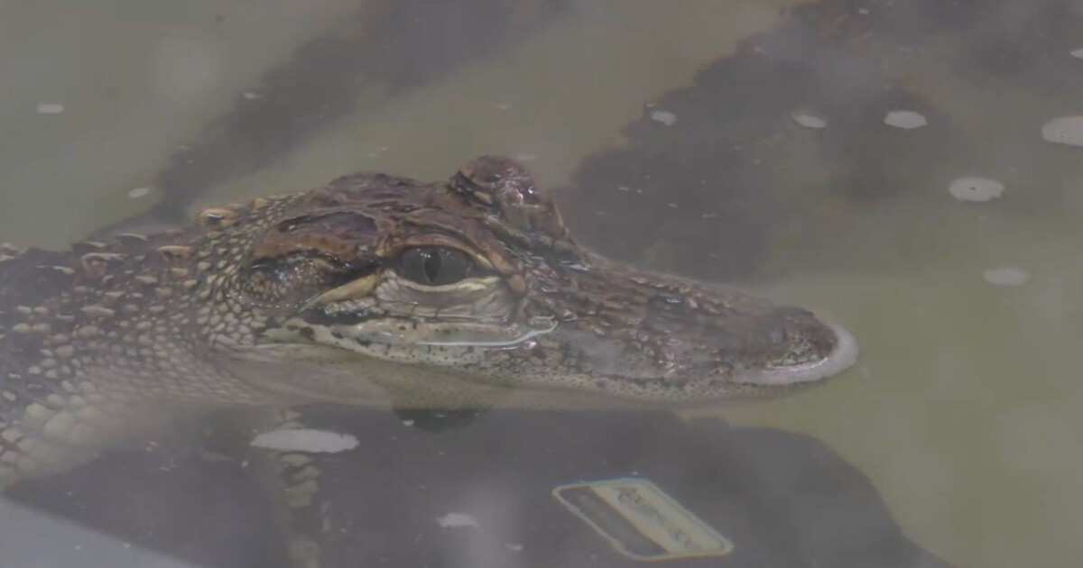 Belle Isle's famous alligator Fafnir is thriving a year later