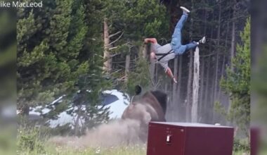 Man tossed by bison in Yellowstone recounts attack; experts warn of dangers