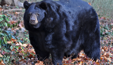 Remembering Little Bear: Maymont mourns loss of beloved black bear