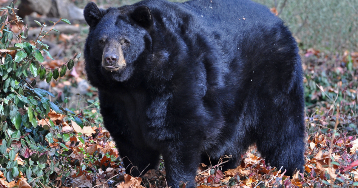 Remembering Little Bear: Maymont mourns loss of beloved black bear