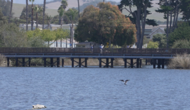 Surfrider Foundation testing finds human waste in Pismo Creek