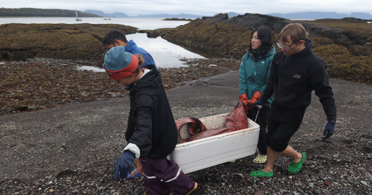 A dead deep-sea whale was found near Sitka, the second this month