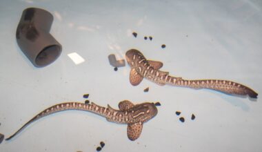 Can we save leopard sharks? These scientists think so : Short Wave : NPR