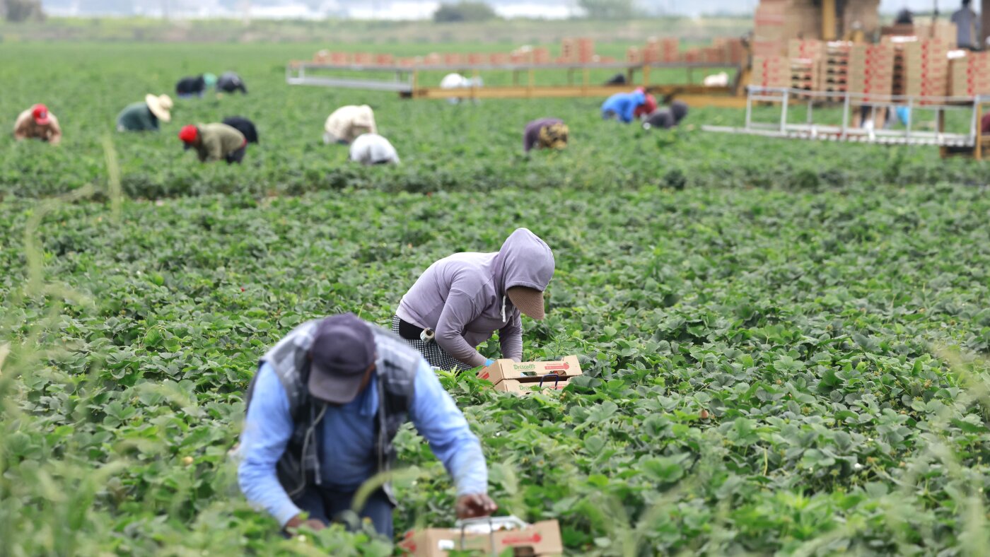 Republicans want changes to popular visa for farm laborers : NPR