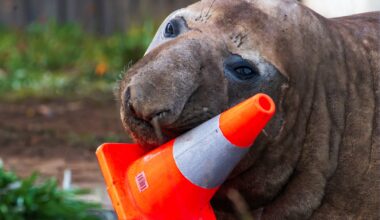 Australian officials ask fans to respect the privacy of Neil, a trouble-making seal : NPR