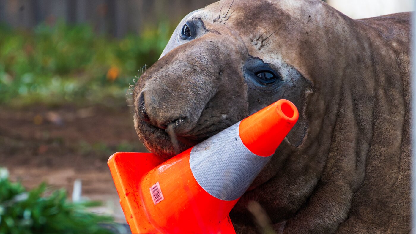 Australian officials ask fans to respect the privacy of Neil, a trouble-making seal : NPR