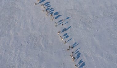Alaska predator control culls 250-plus bears, but dispute remains over whether it's helping Mulchatna caribou