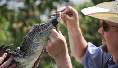 See an alligator in the Trinity River? That's a good sign for the environment