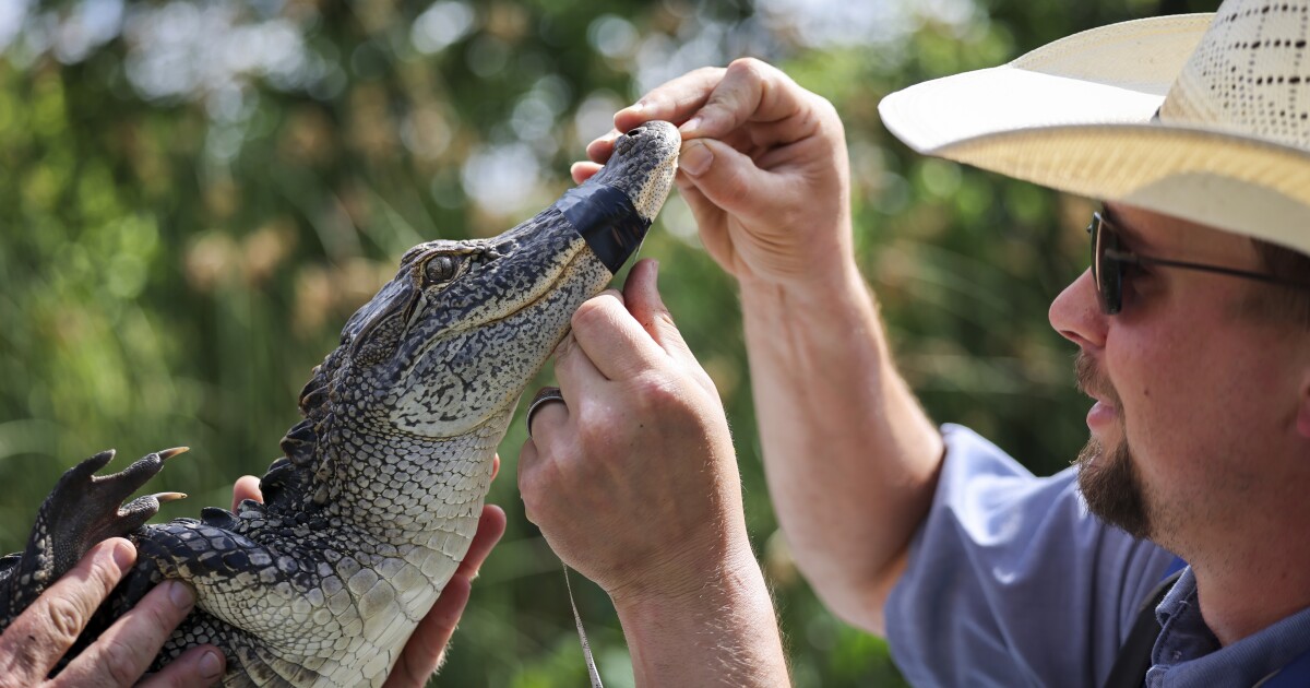 See an alligator in the Trinity River? That's a good sign for the environment