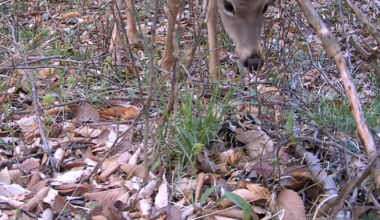 Video captures woodcock mother fighting off deer to defend nest