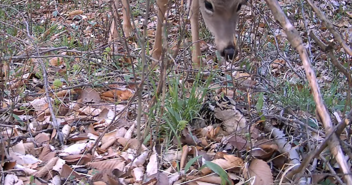 Video captures woodcock mother fighting off deer to defend nest