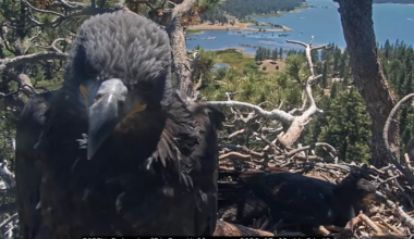Big Bear’s bald eagle fledglings will face Fourth of July fireworks — again