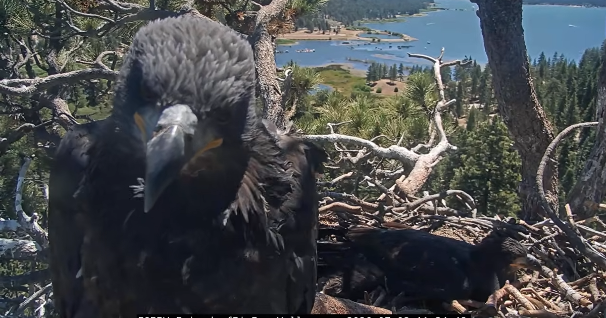 Big Bear’s bald eagle fledglings will face Fourth of July fireworks — again