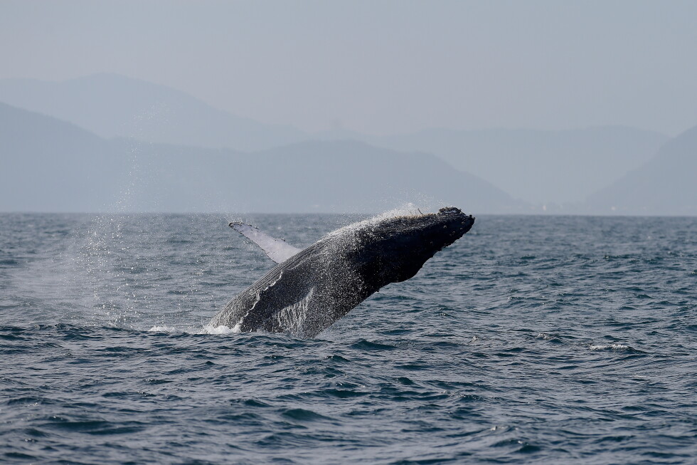 Sightings of humpback whales surge in Rio de Janeiro