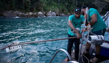 Scientists push to protect pregnant blacktip sharks in Brazil's Ilha Grande