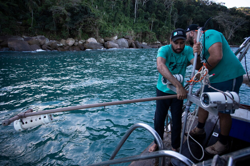 Scientists push to protect pregnant blacktip sharks in Brazil's Ilha Grande