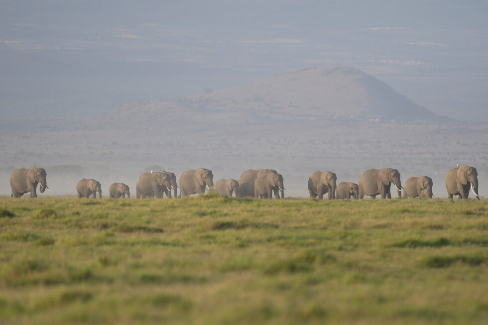 Kenya investigates the deaths of 15 elephants in Amboseli National Park