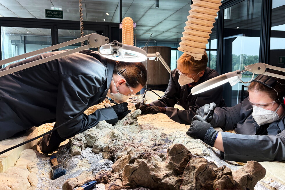 Volunteers help Polish scientists restore rare Mastodonsaurus skeleton