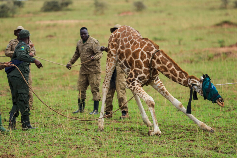 Giraffes find a new home in Uganda to avoid oil drilling in national park