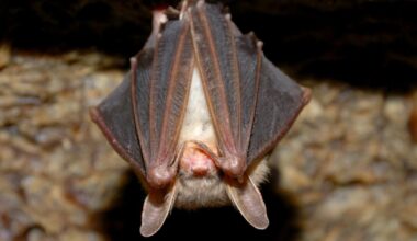 Bat that dropped onto table at SoCal restaurant had rabies, officials say