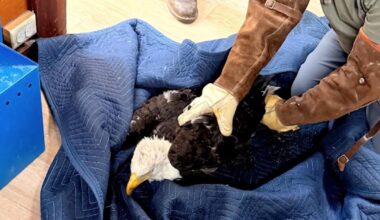 Injured bald eagle rescued near Big Bear is Jackie, nonprofit says