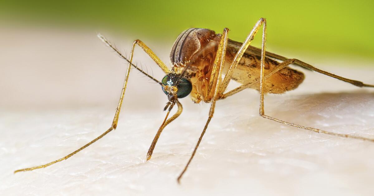 West Nile is spreading faster than it has in 20 years. Here's how to keep yourself safe