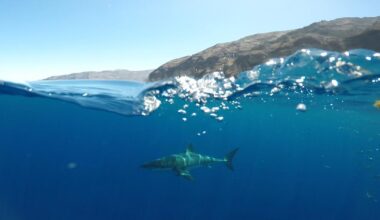 Sharks can hear swimmers and surfers way before they smell or see them