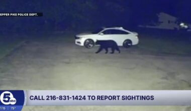 Black bear spotted in Pepper Pike