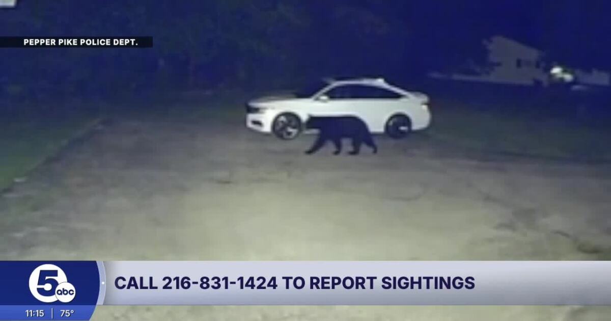 Black bear spotted in Pepper Pike
