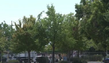 Why watering SLC trees, even during drought, is essential for saving the shade