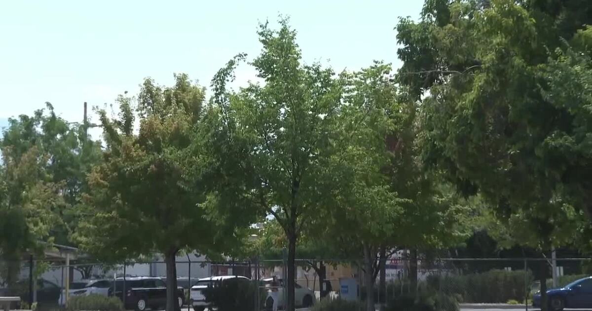 Why watering SLC trees, even during drought, is essential for saving the shade
